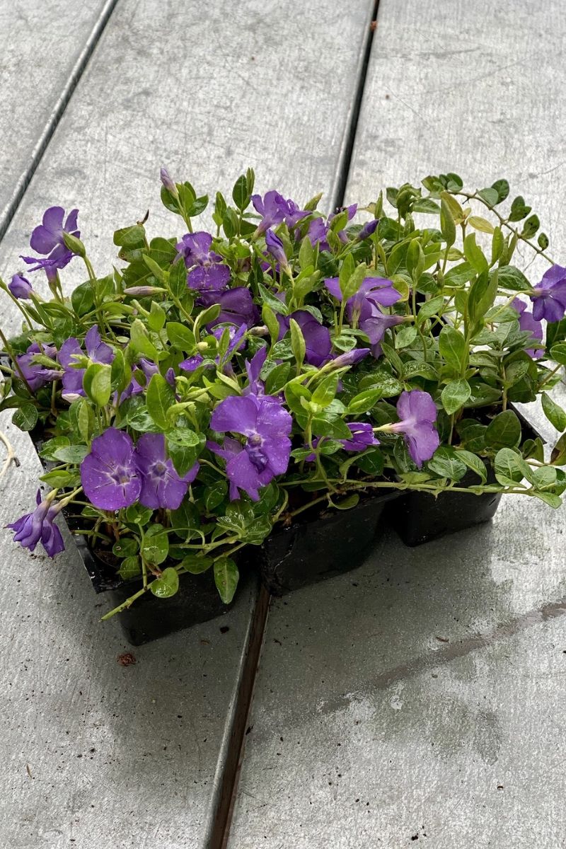 Ground Cover, Vinca - Image 2
