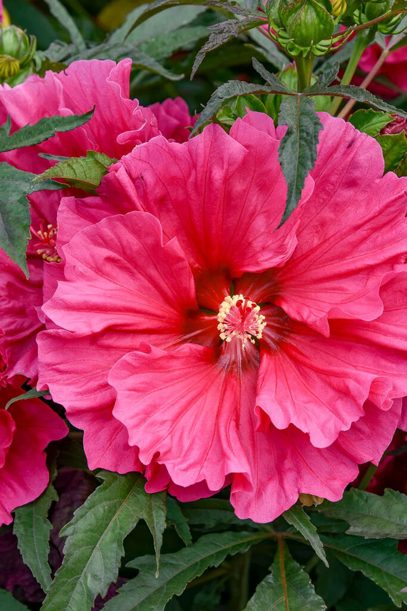 Hardy Hibiscus, Watermelon Ruffles