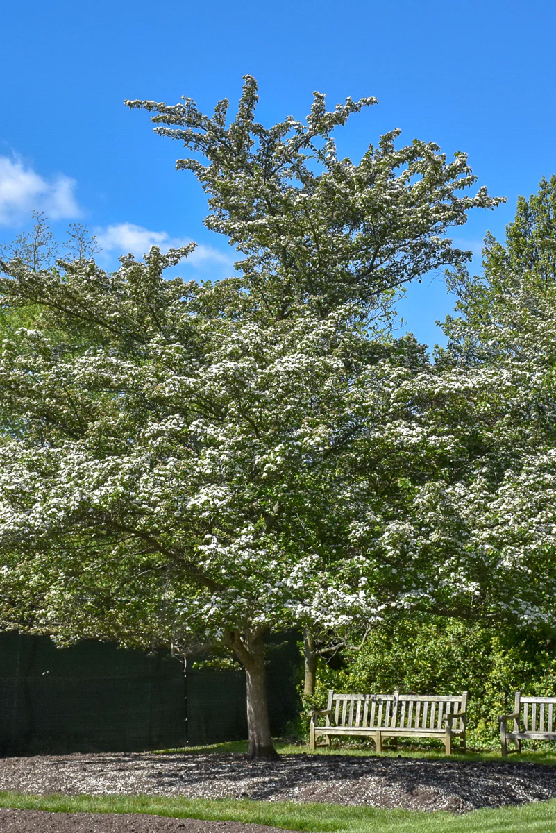 Hawthorn, Winter King - Image 2