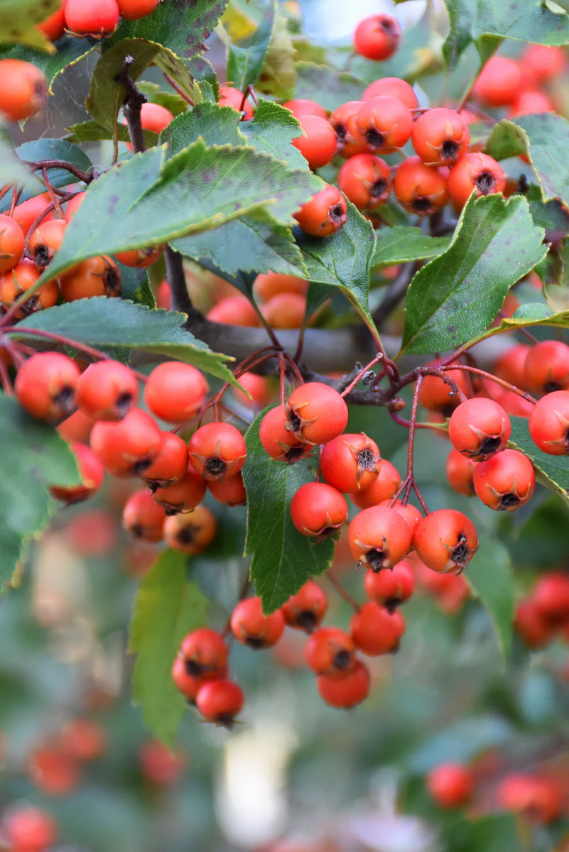 Hawthorn, Winter King - Image 3