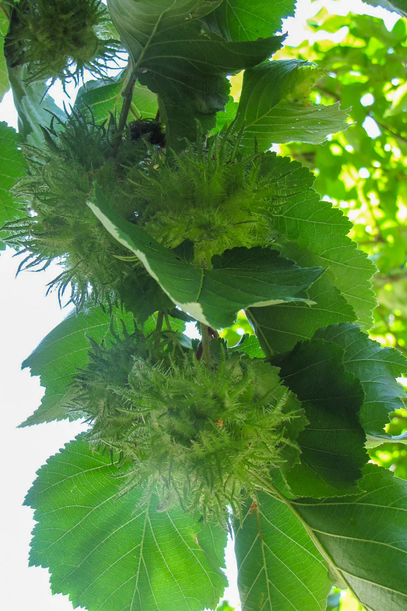 Hazelnut, Turkish - Image 2