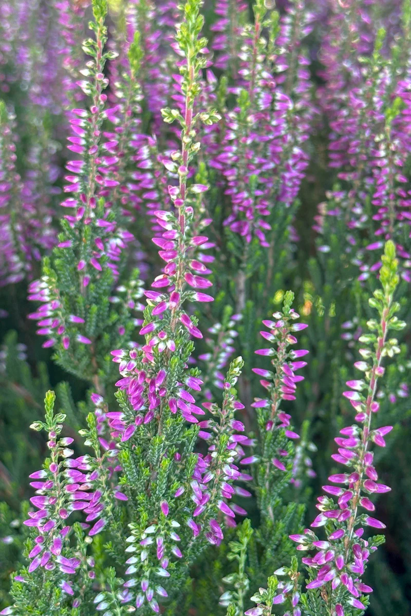 Scotch Heather, Linda - Image 2