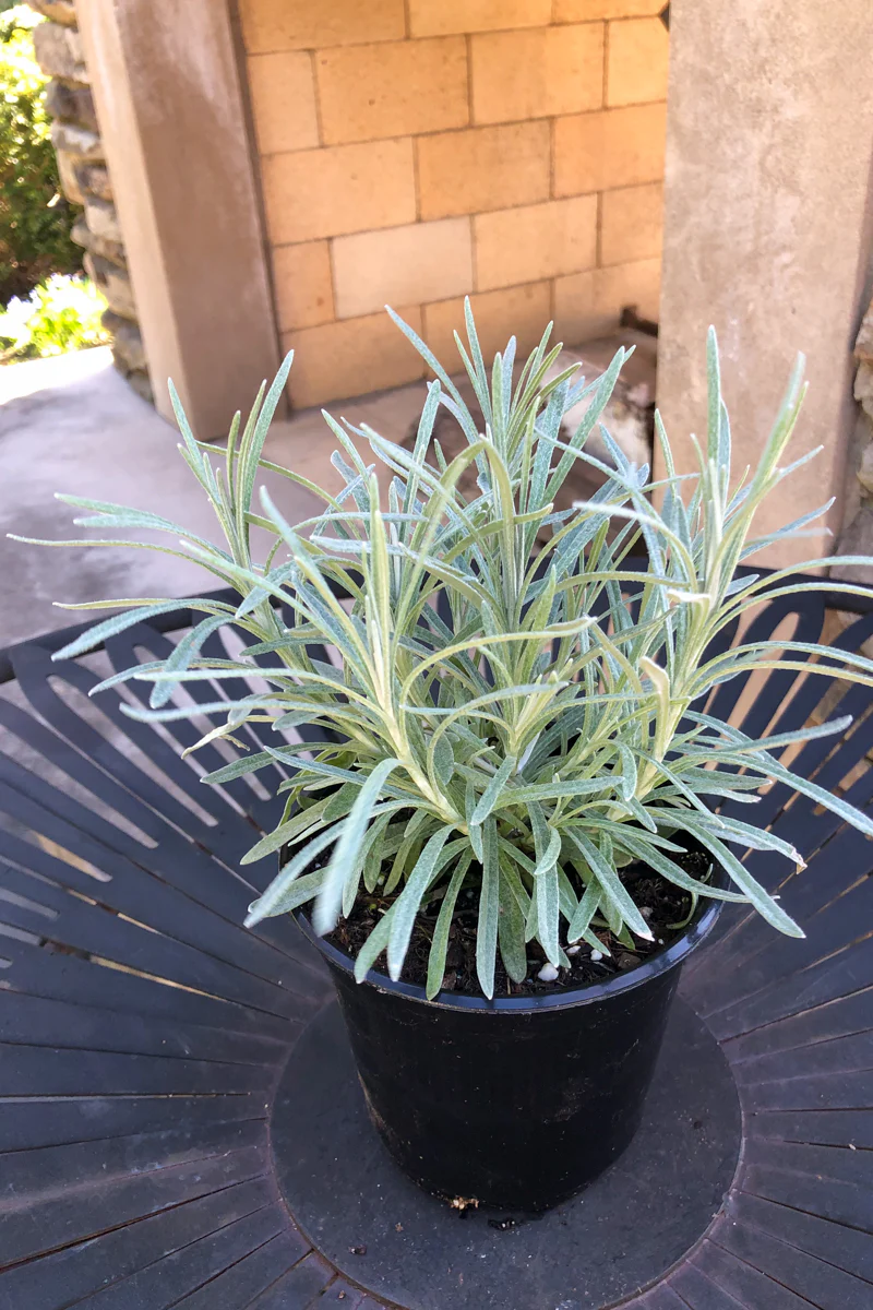 Helichrysum Icicles - Image 2