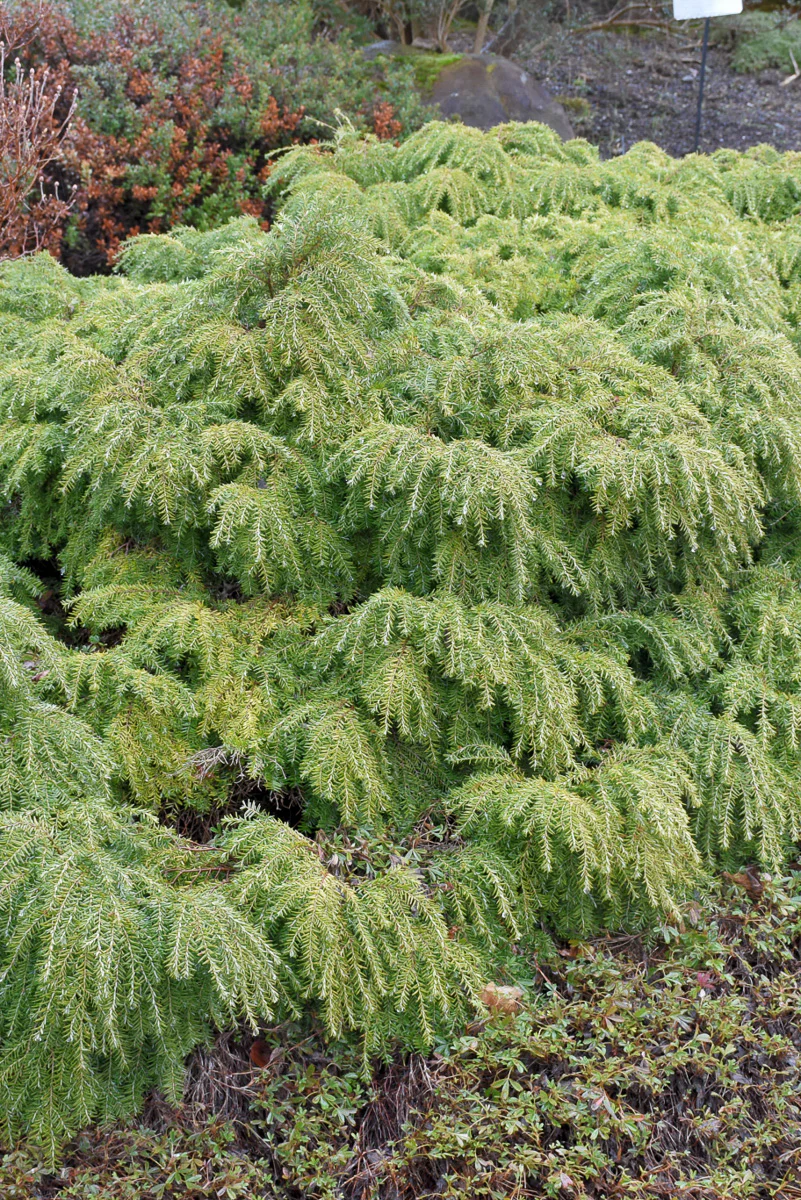 Hemlock, Dwf Jeddeloh