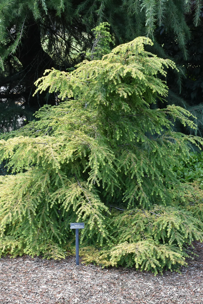 Hemlock, Golden Duchess - Image 2