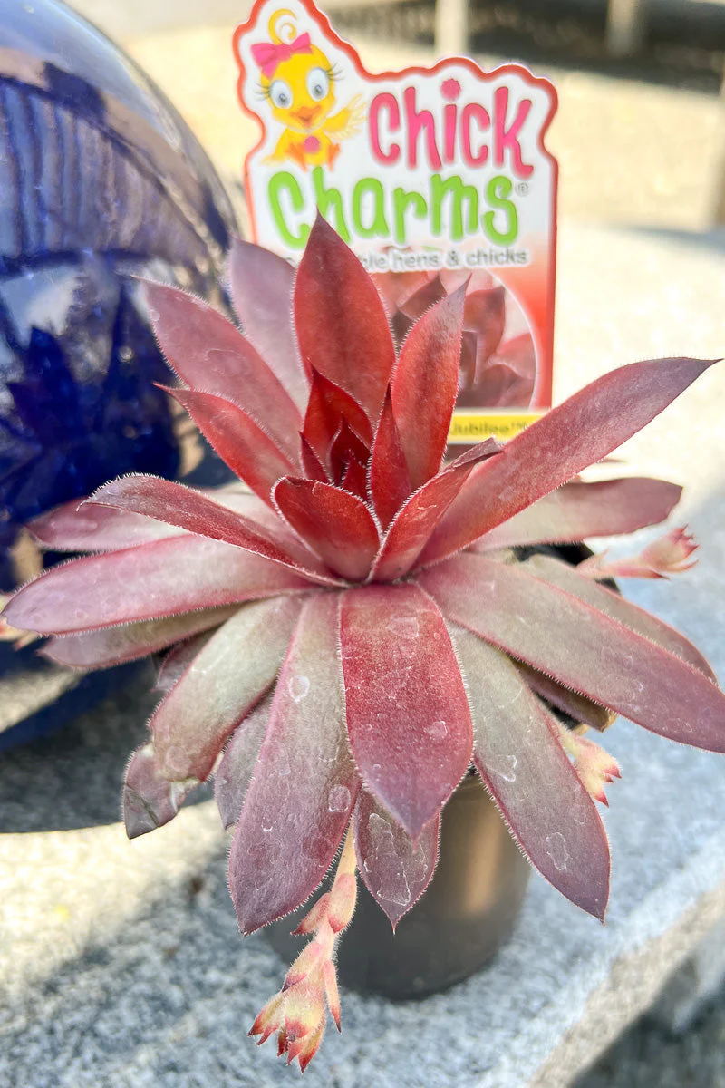 Hen & Chicks, Cherries Jubilee