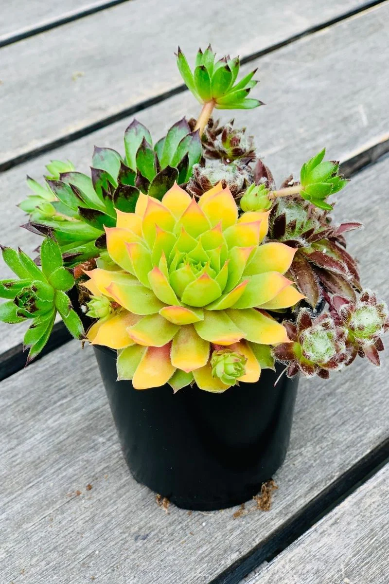 Hen & Chicks, Trio Honeycrisp