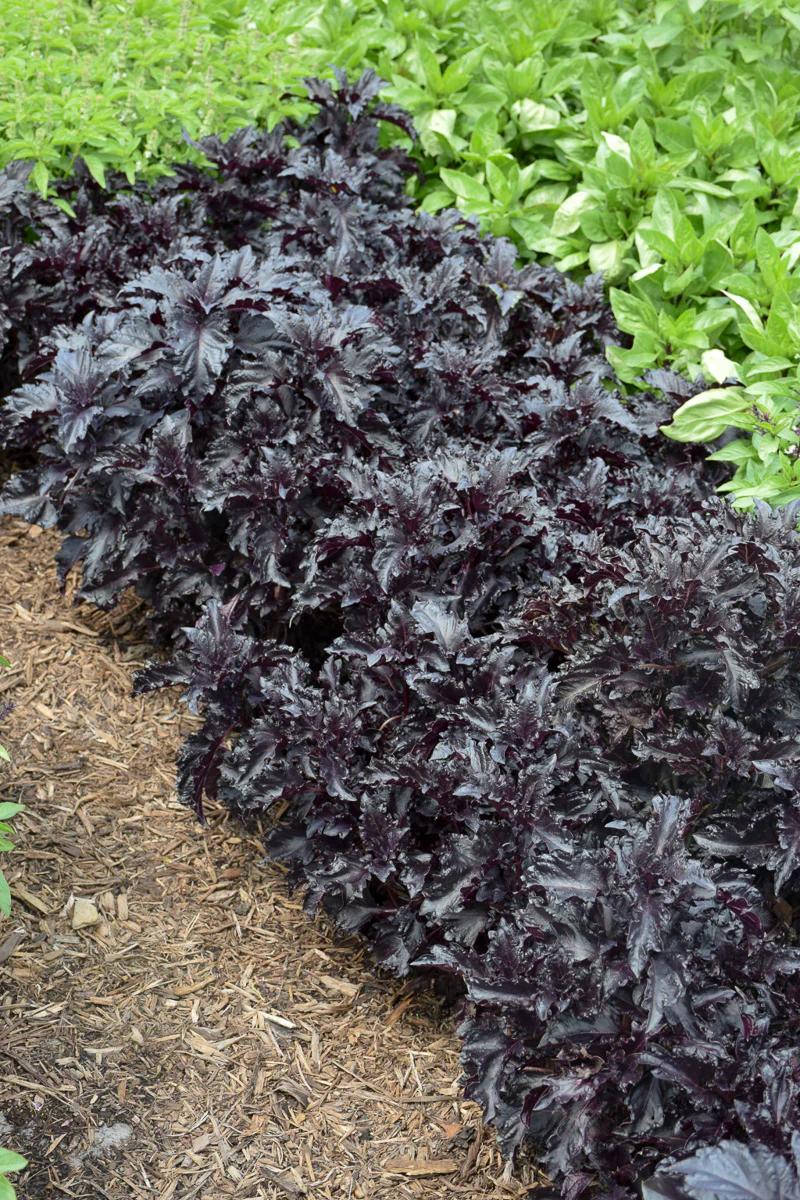 Herb, Basil Purple Ruff 4" - Image 2