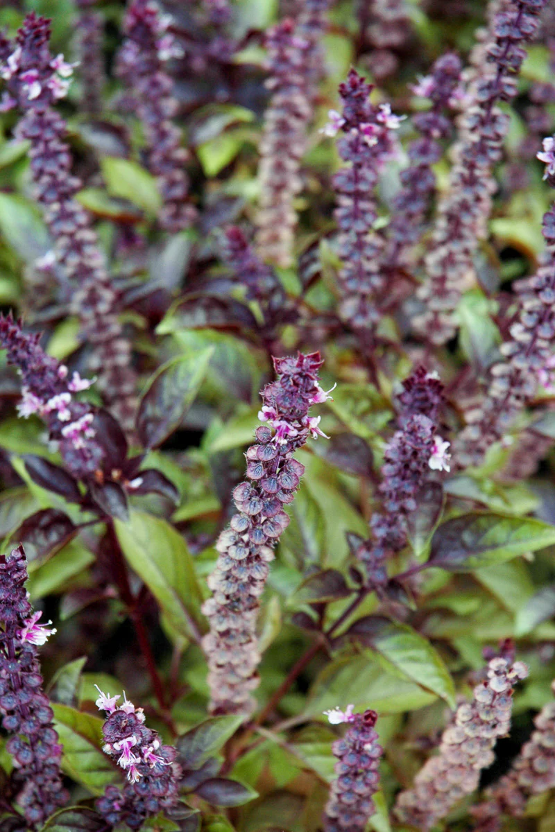 Herb, Basil Red Rubin - Image 2