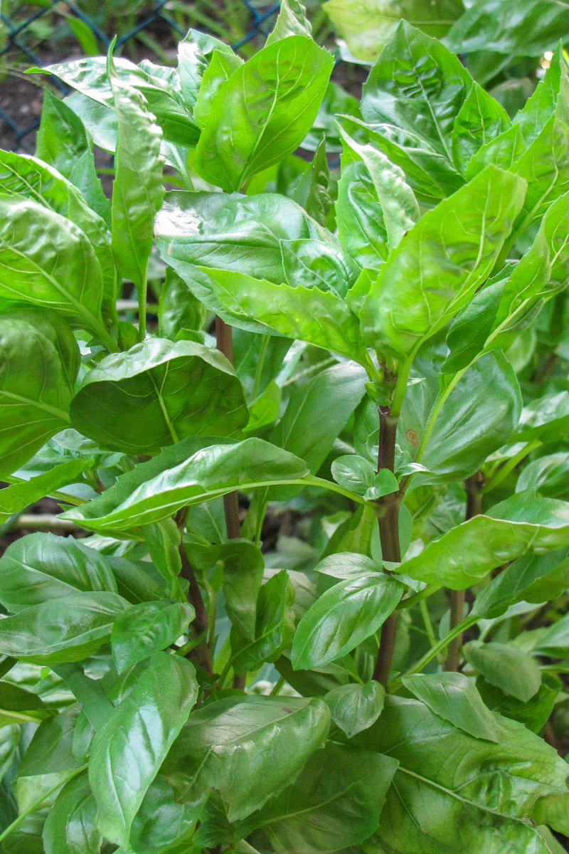 Herb, Basil Siam Queen - Image 2