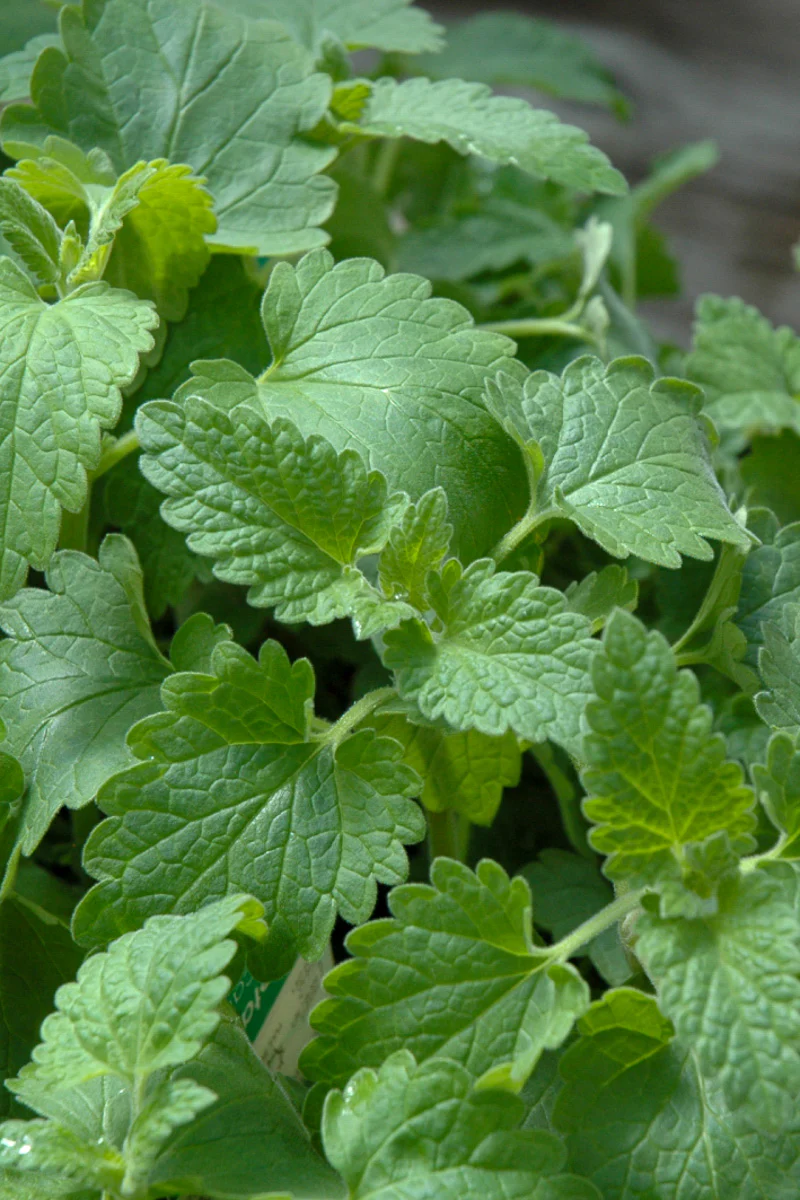 Herb, Catnip