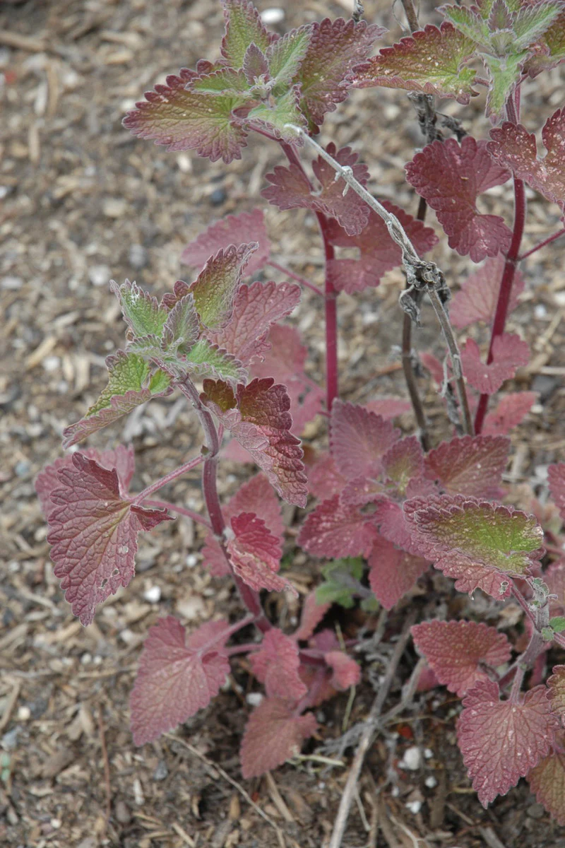 Herb, Catnip - Image 2