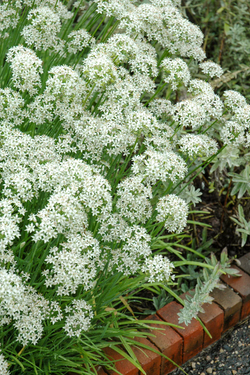 Herb, Chives Garlic - Image 2