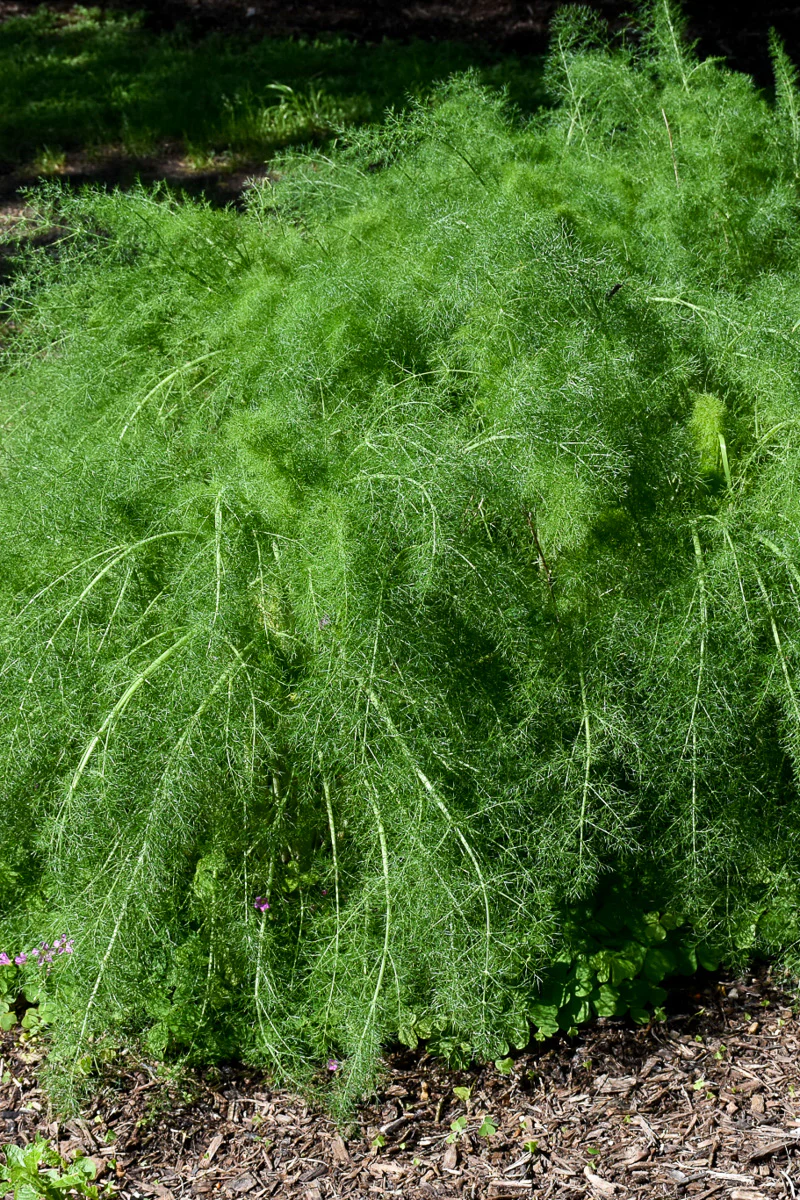Herb, Fennel - Image 2