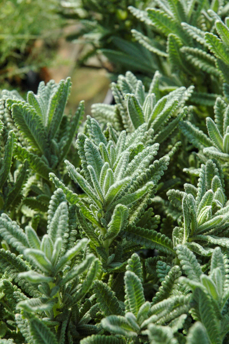 Herb, Lavender French - Image 2