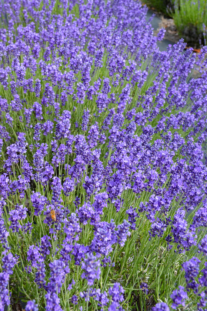 Herb, Lavender Hidcote - Image 2