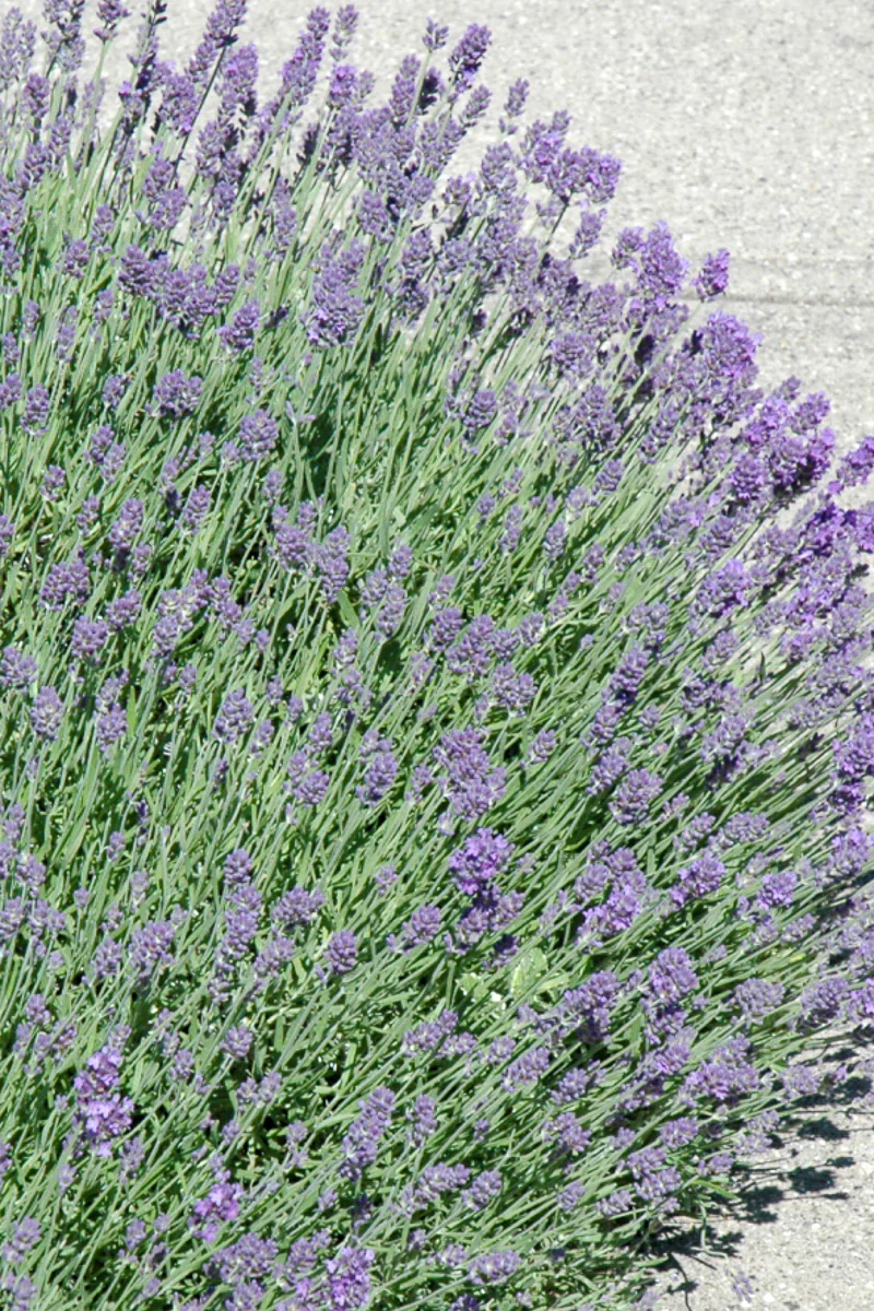 Herb, Lavender Munstead - Image 2