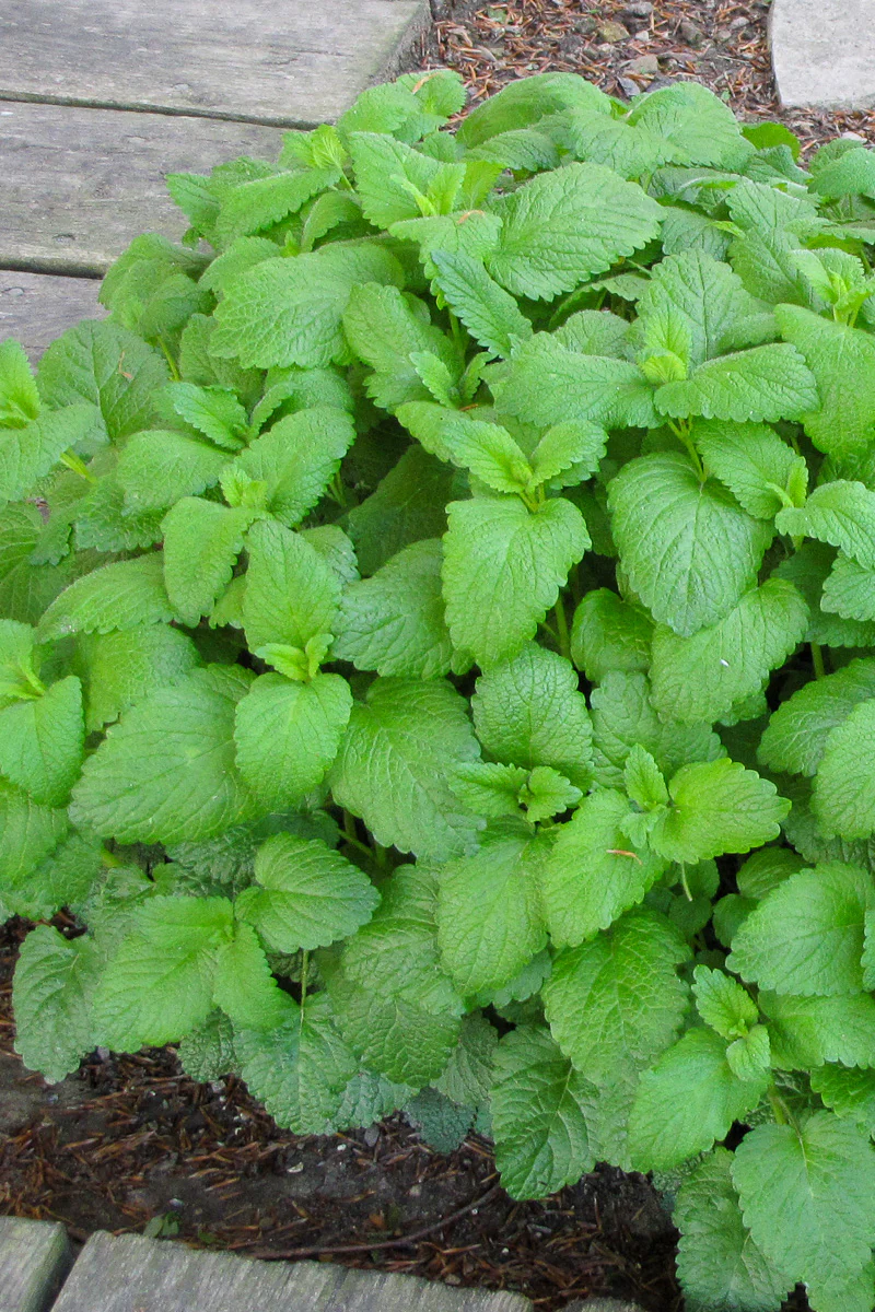 Herb, Lemon Balm - Image 2