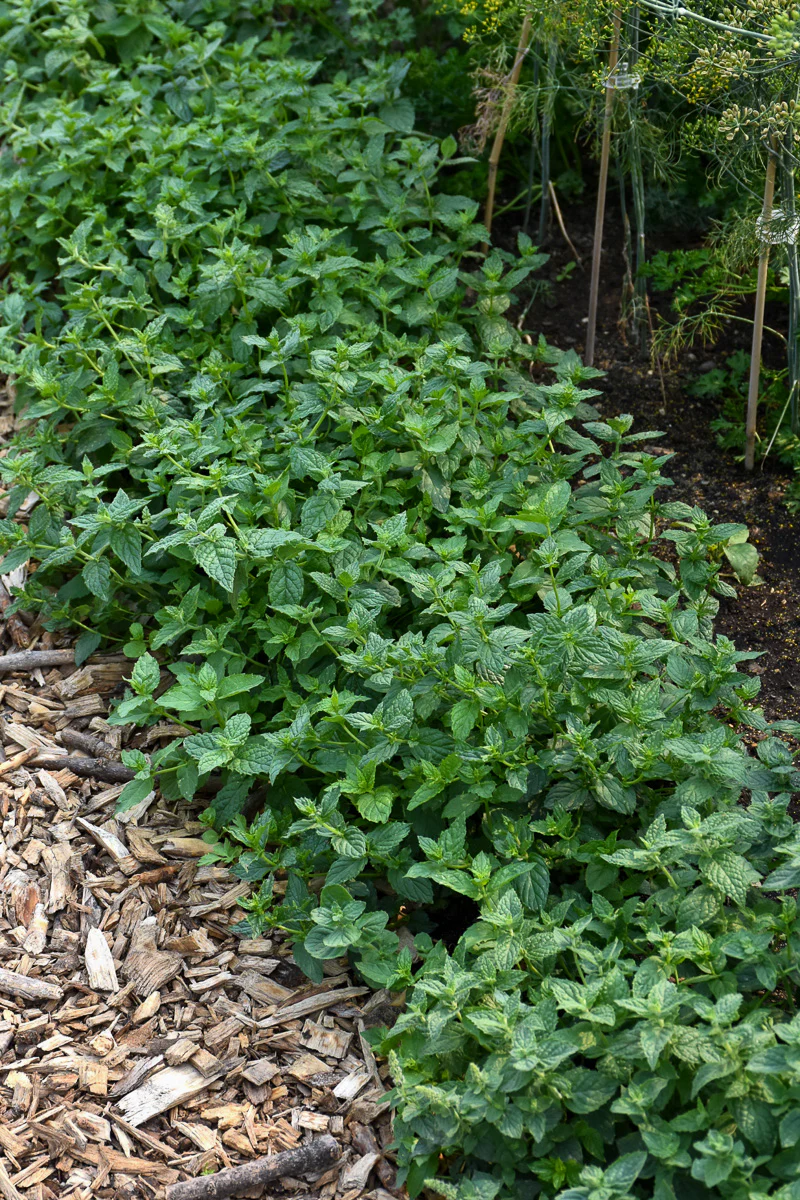 Herb, Mint Peppermint - Image 2