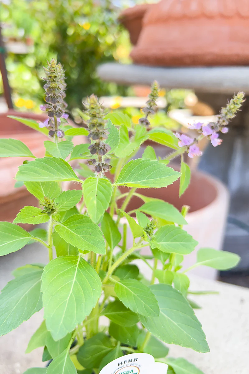 Organic Herb, Basil Holy - Image 2