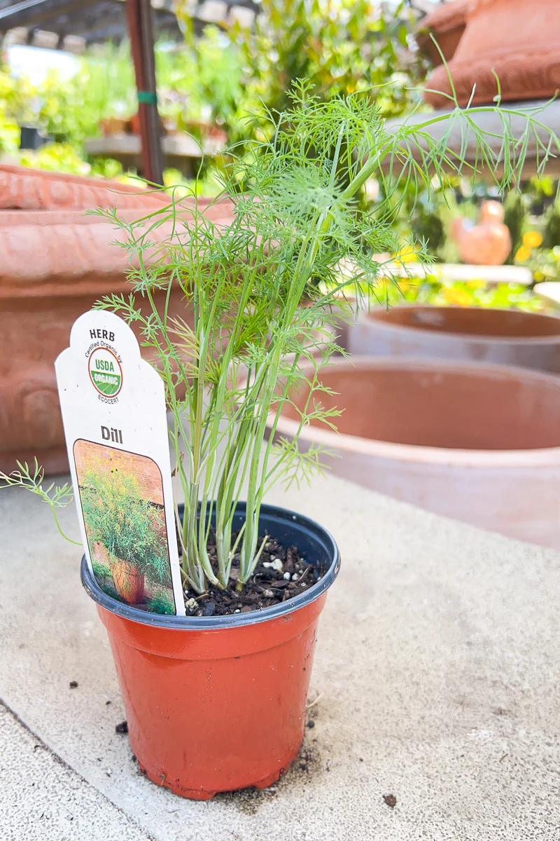 Organic Herb, Dill Fernleaf - Image 2