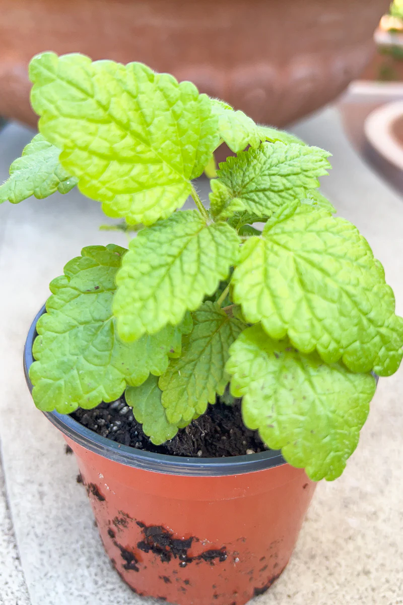 Organic Herb, Lemon Balm - Image 2