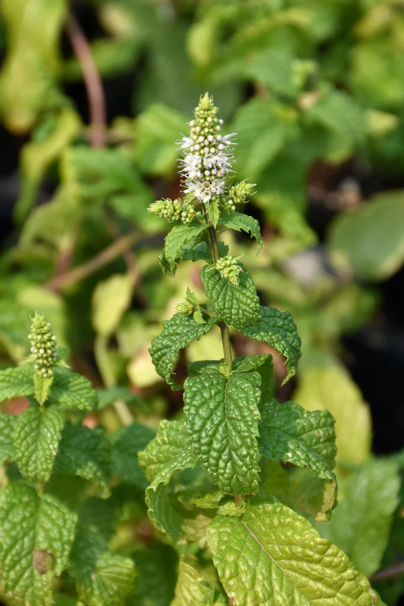Organic Herb, Mint-Mojito - Image 2
