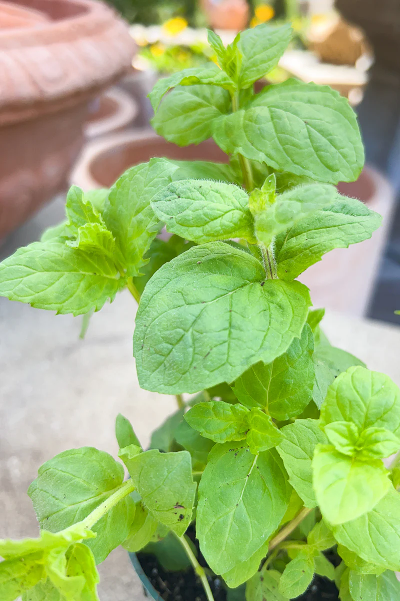 Herb, Organic Mint Spearmint - Image 2