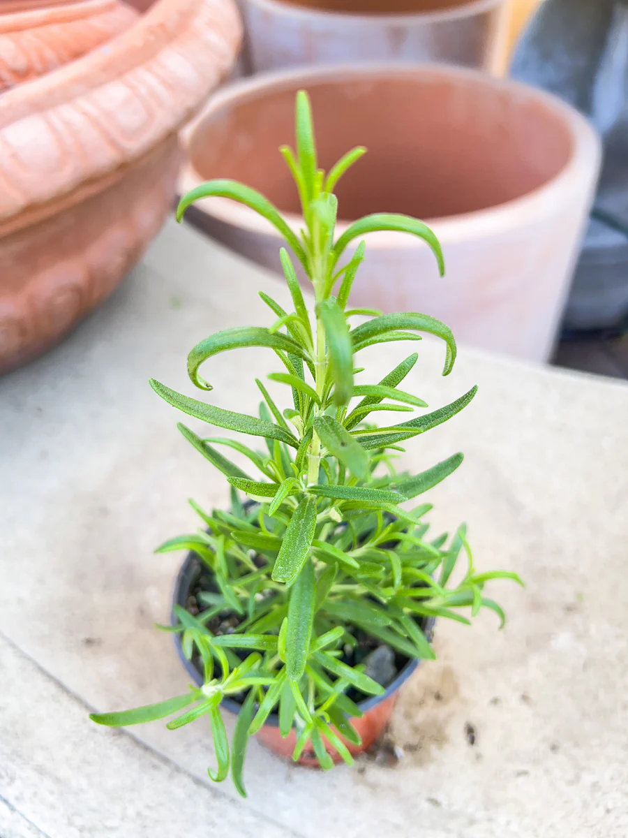 Organic Herb, Rosemary - Image 2