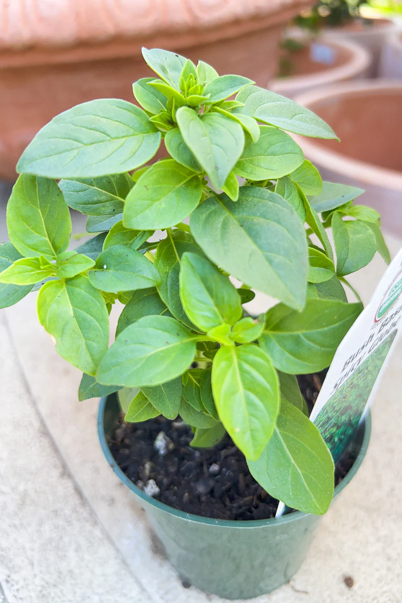 Organic Herb, Spicy Globe - Image 2