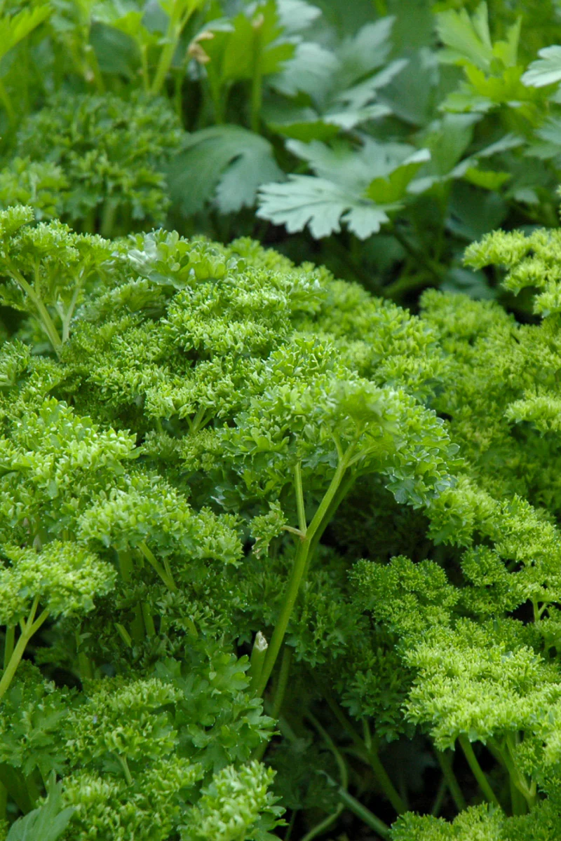 Herb Parsley Curly - Image 2