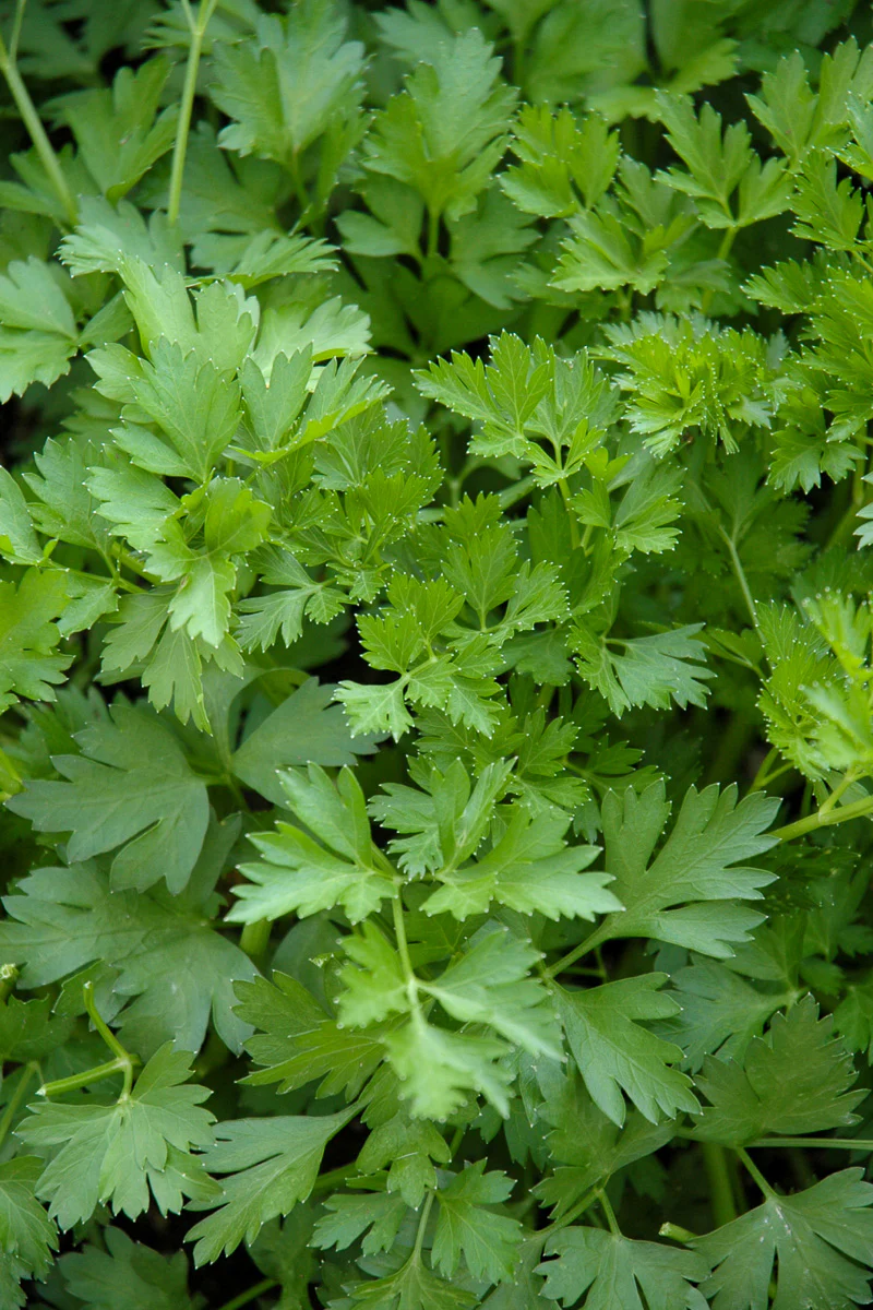 Herb, Organic Parsley Italian