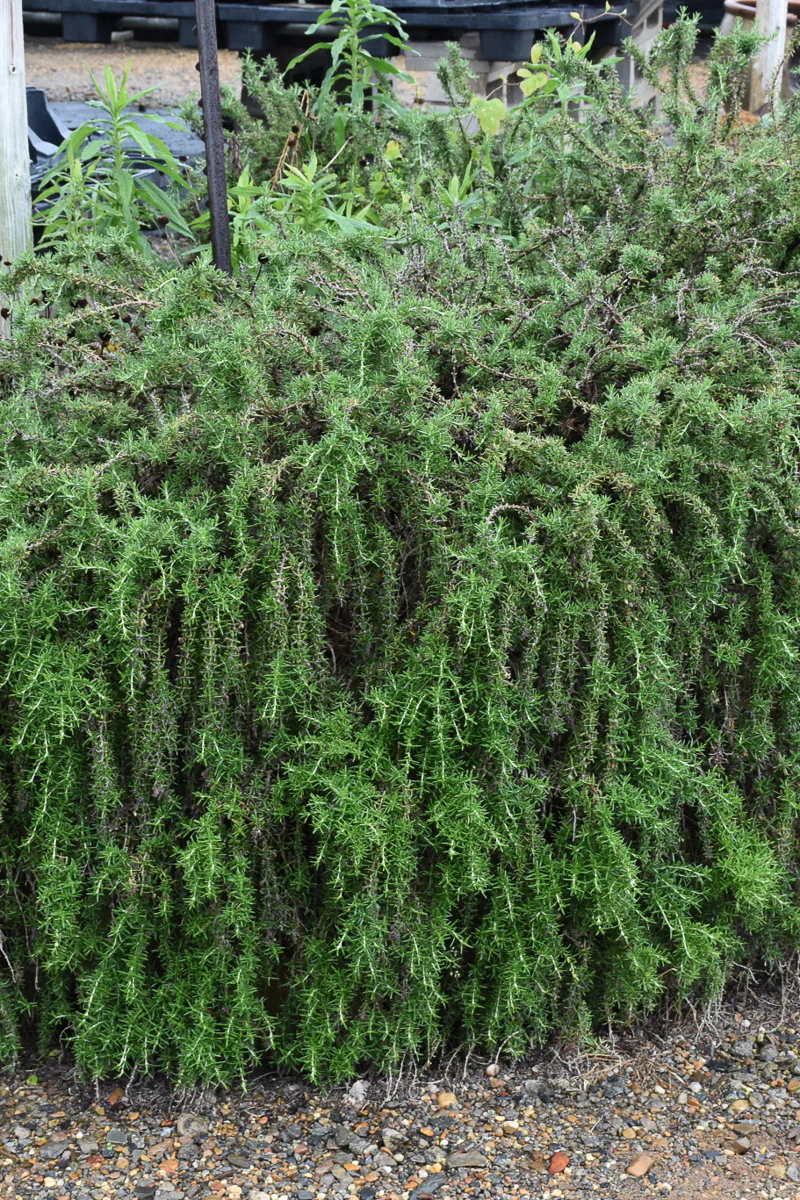 Herb Rosemary Prostrate - Image 2