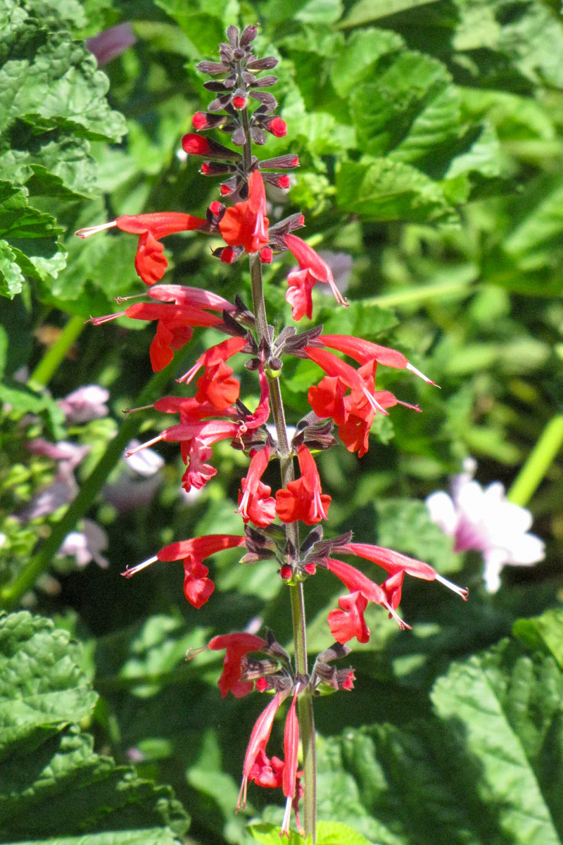 Herb Sage Pineapple