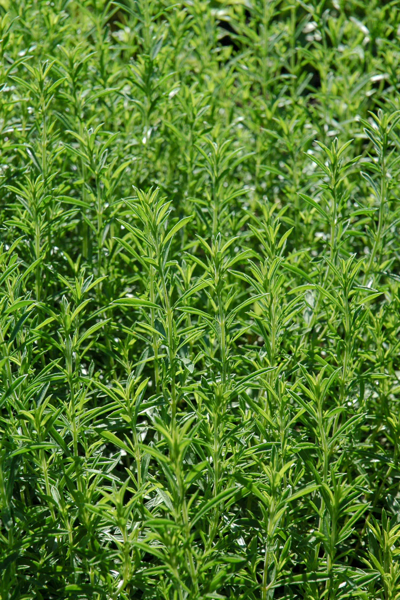 Herb Savory Winter - Image 2