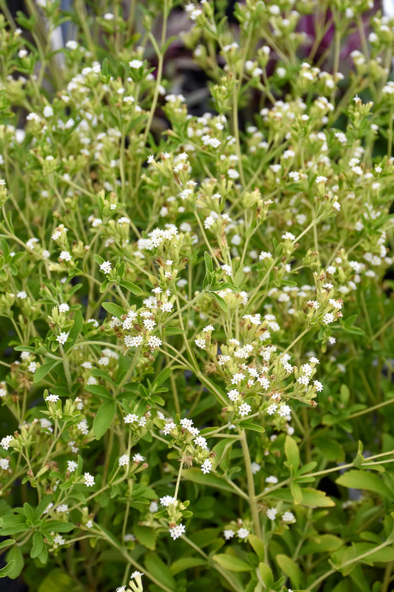 Herb Stevia - Image 2