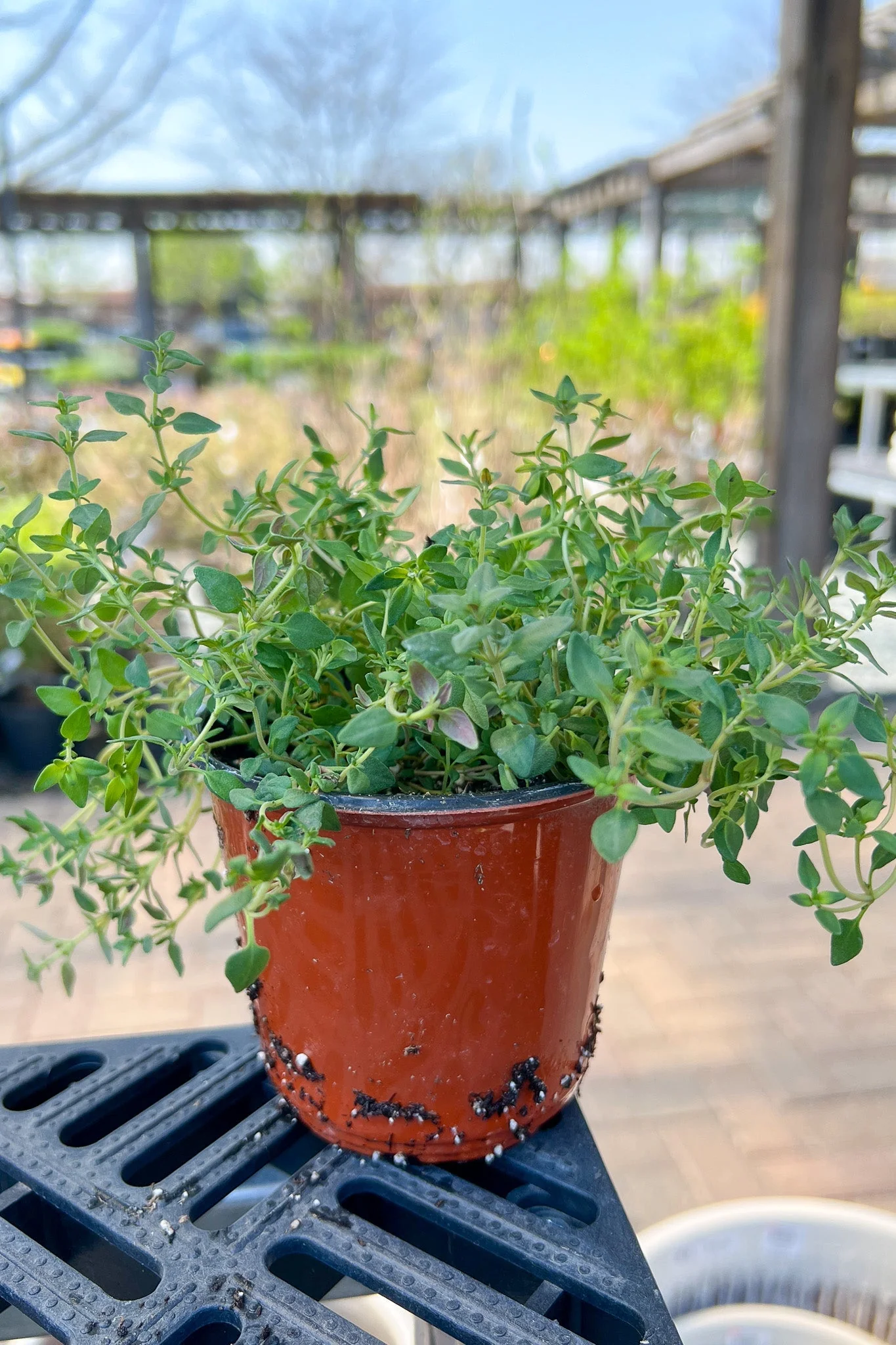 Herb, Thyme English 4" - Image 2