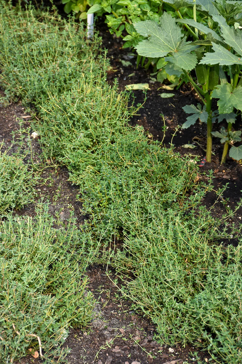 Herb, Thyme English 4" - Image 3
