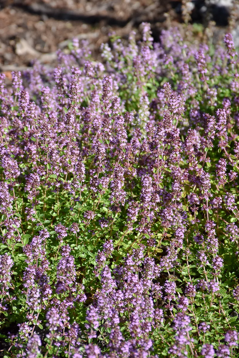 Herb Thyme Lemon - Image 2