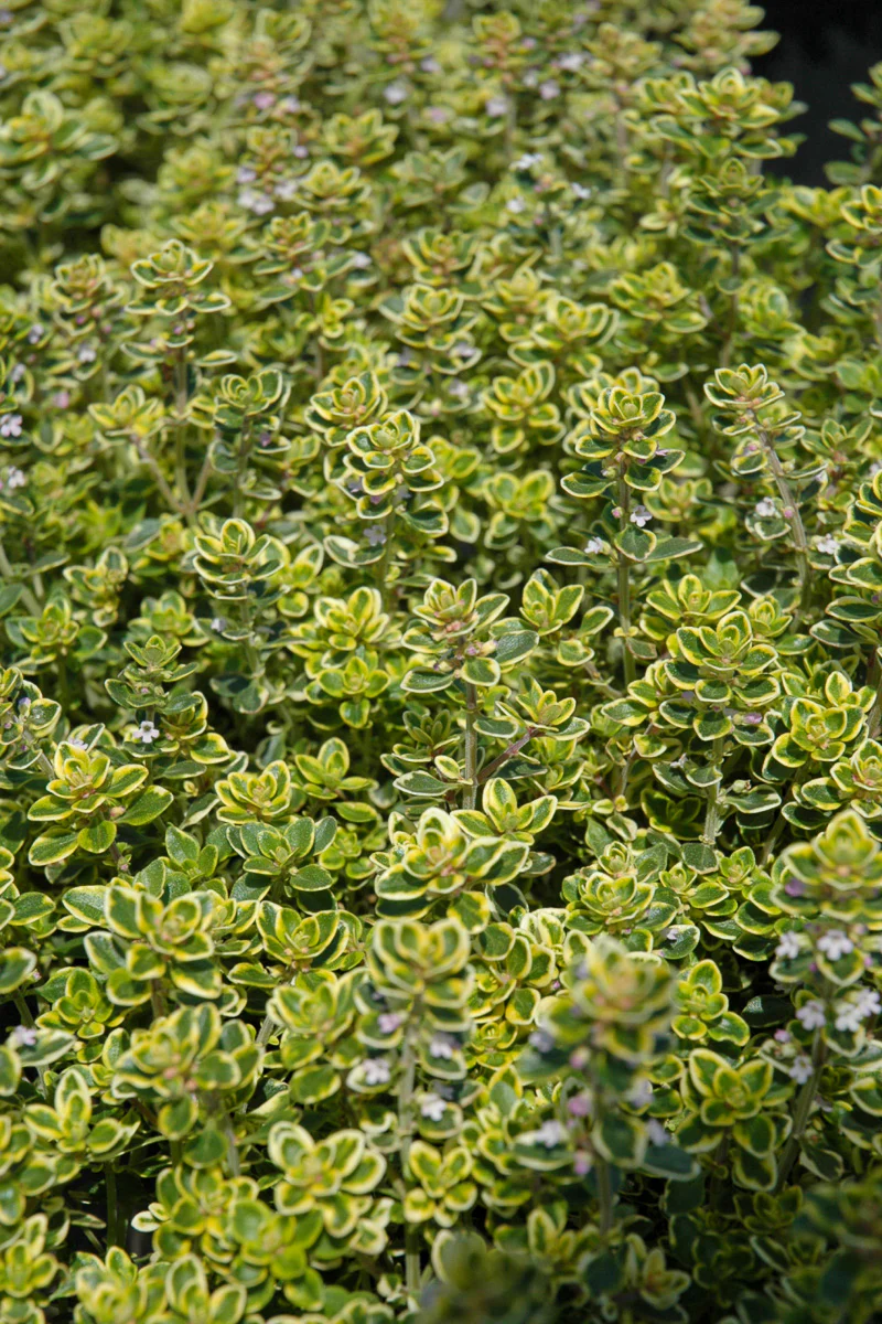 Herb Thyme Lemon - Image 3
