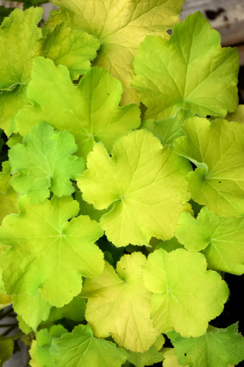 Coral Bells, Carn Guac