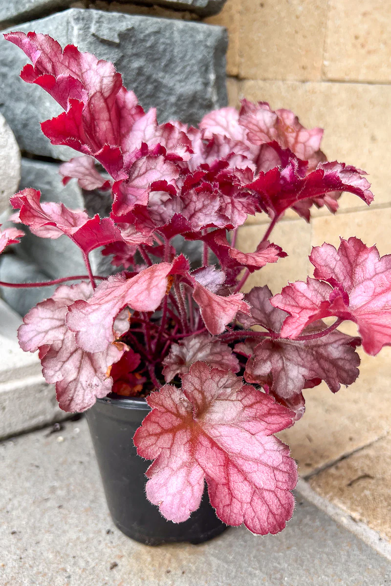 Coral Bells, Magma - Image 2