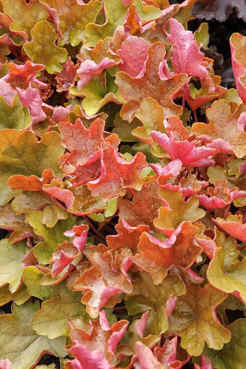 Coral Bells, Sienna Sunrise