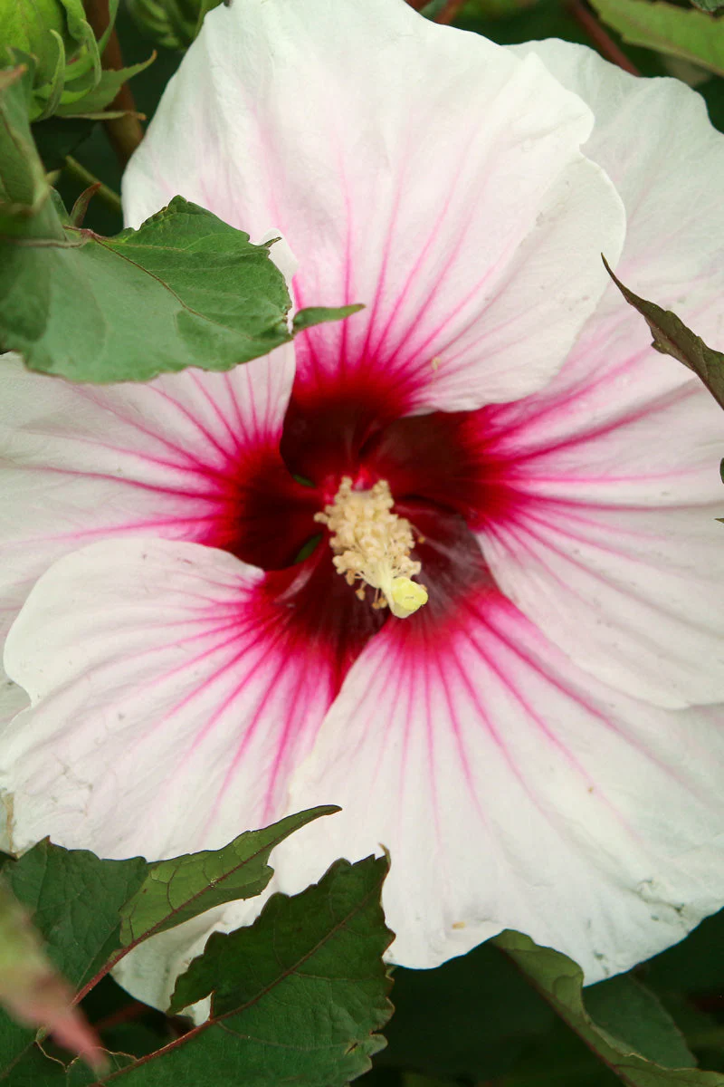 Hibiscus, Angel Eyes - Image 2