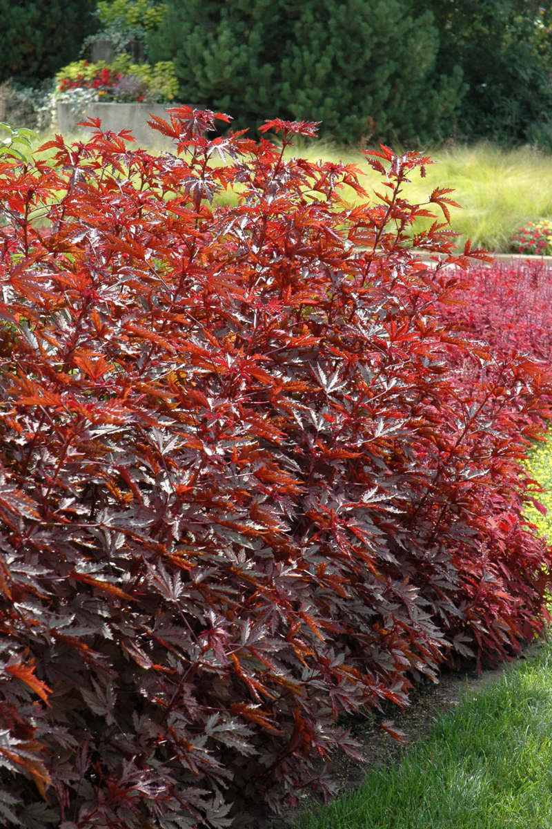 Hibiscus, Mahogany Splendor - Image 2