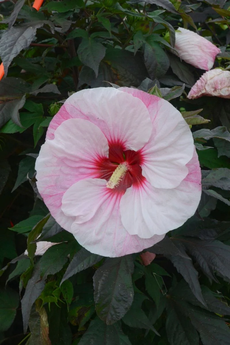 Hibiscus, Perfect Storm