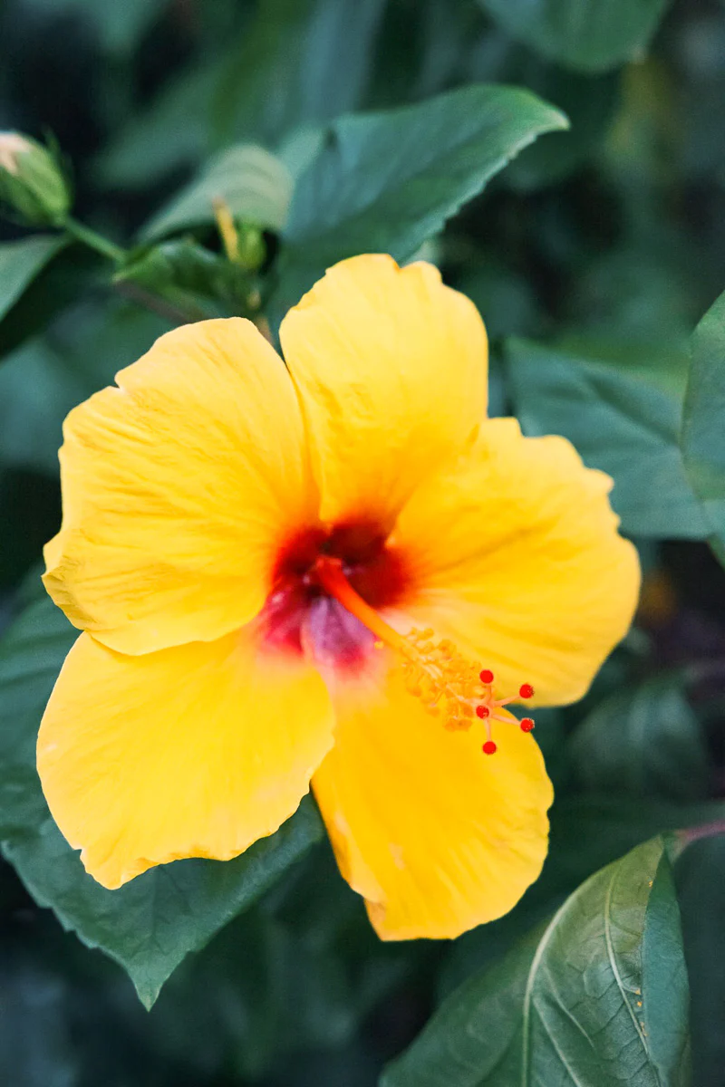 Hibiscus, Sunny Wind