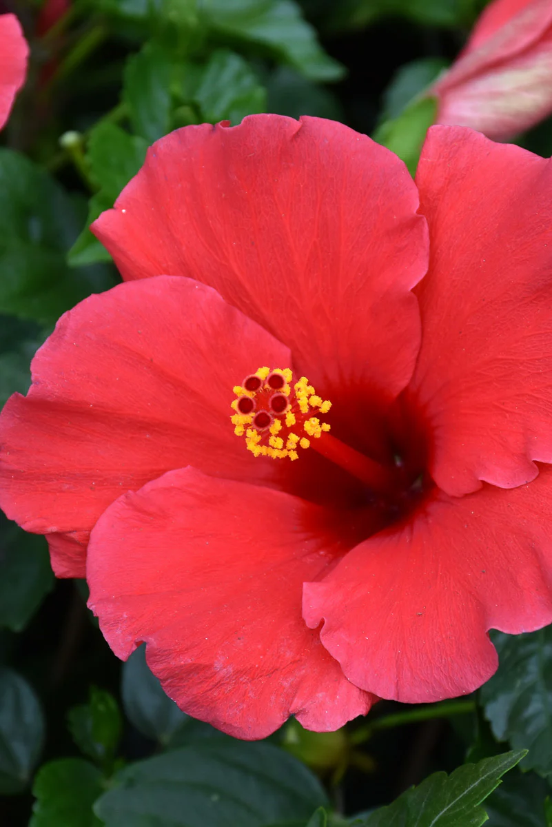 Hibiscus, Tradewinds Antigua Wind