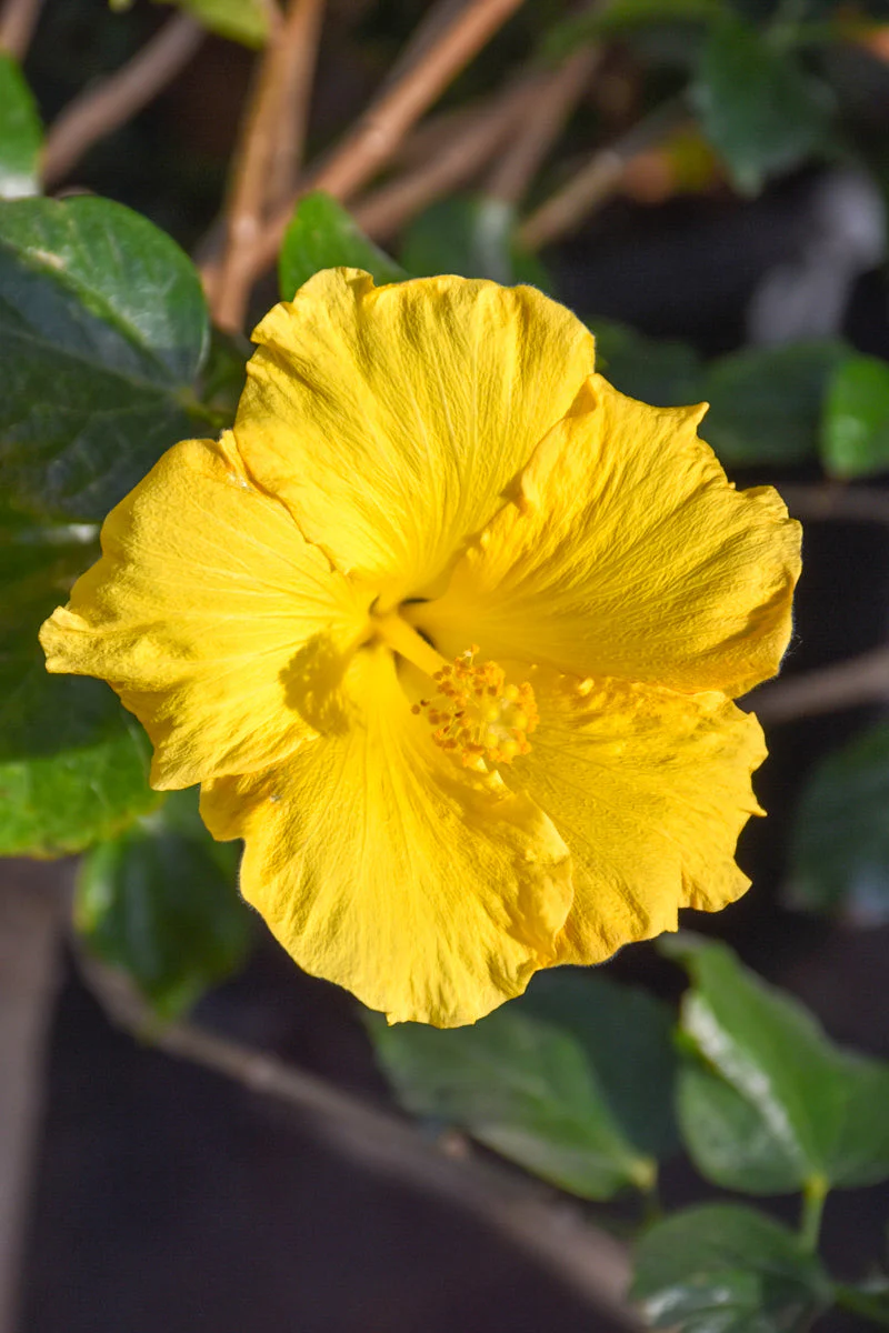 Hibiscus, Trop Stan Yellow