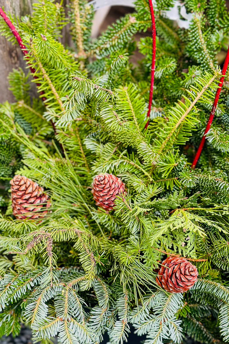 Holiday Pot, Mixed 12" - Image 3